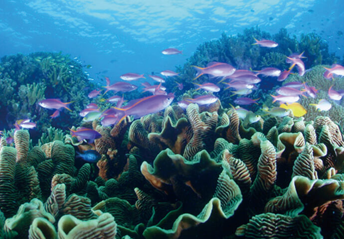 エメラルドグリーンの海には、
ツバメウオやロウニンアジの群れも♡

浅瀬には、多くの珊瑚礁や
カラフルな熱帯魚たちが生息しています。