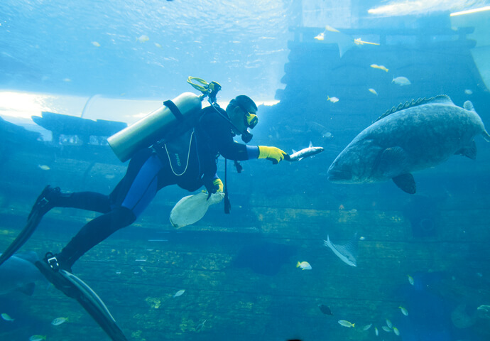 セブ初！フィリピン最大規模の水族館が登場！！楽しいがギュッと 詰まったセブオーシャンパーク