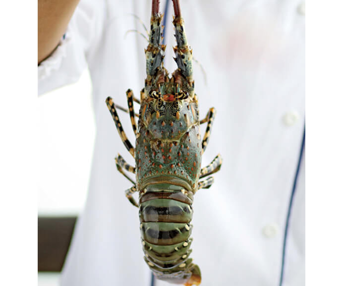 Ocean Lobster P695 per 100g